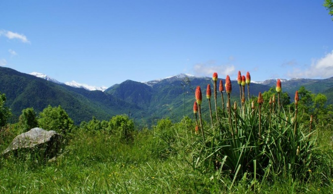 Chalets "les gentianes"